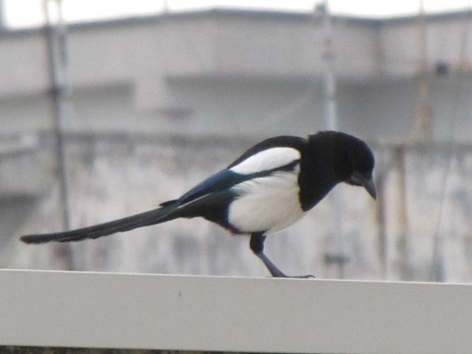 Avifauna humor